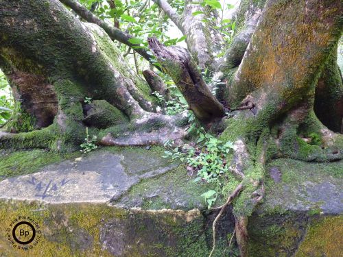 Tree Root Overgrowing Cement Barrier