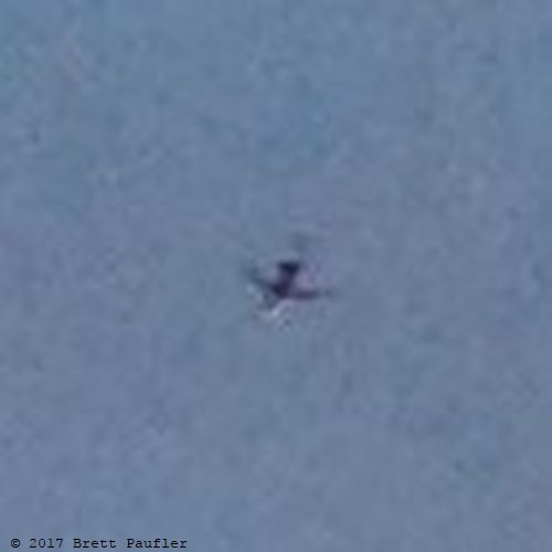 four images in the next sequemvr were all taken more or less the same time in chronological order, this one is a fuzzy picture of an airplane, obviously enough