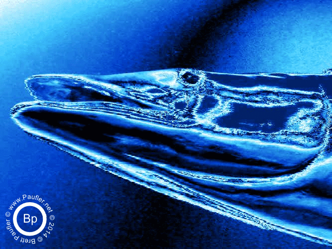 A Barriduda Fish Head Suspended in Space Done in Science Fiction Blue Shift Effect