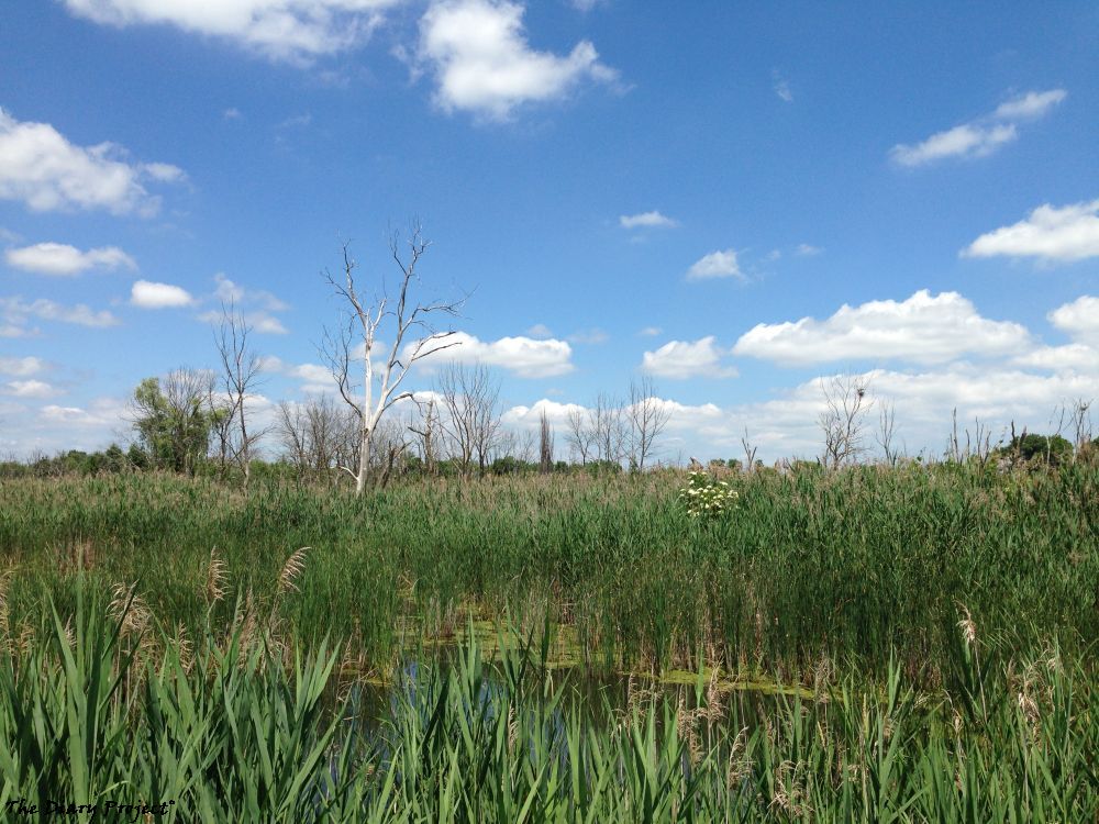 I do not know what swamp this is or forest preserve, it is the area right outside the restauraunt, a nice view of reed grass and the like, a egrets nest, maybe, in view