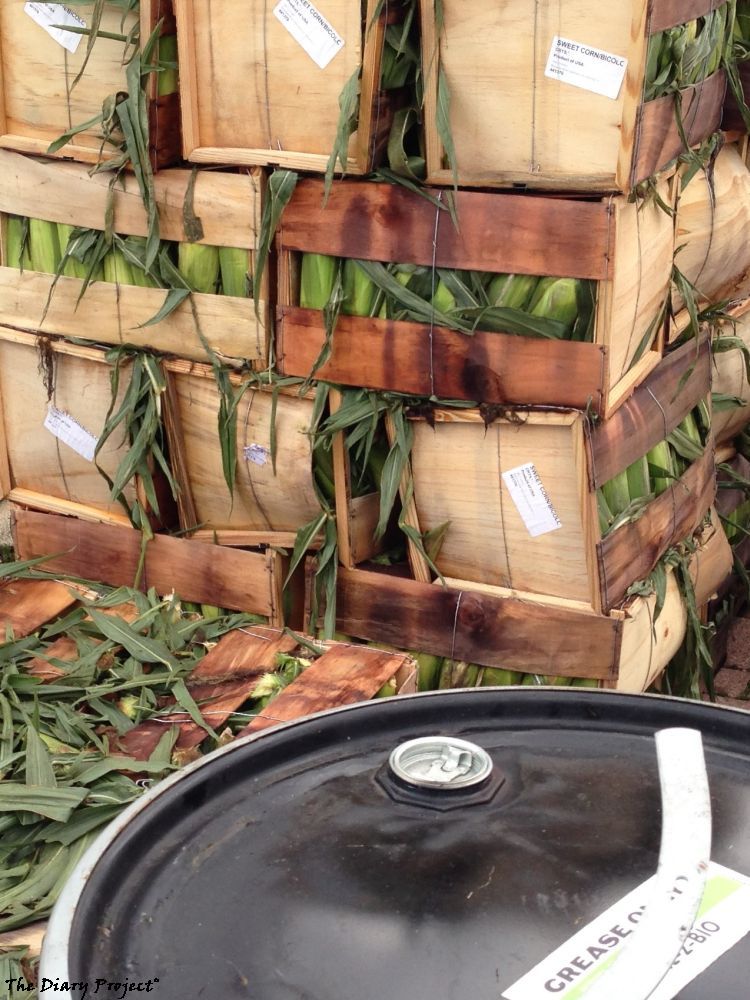 A crate or two of raw corn on the cobb juxtaposed with the 55 gallon drum of oil that will be used to cook it or to dip it in prior to serving