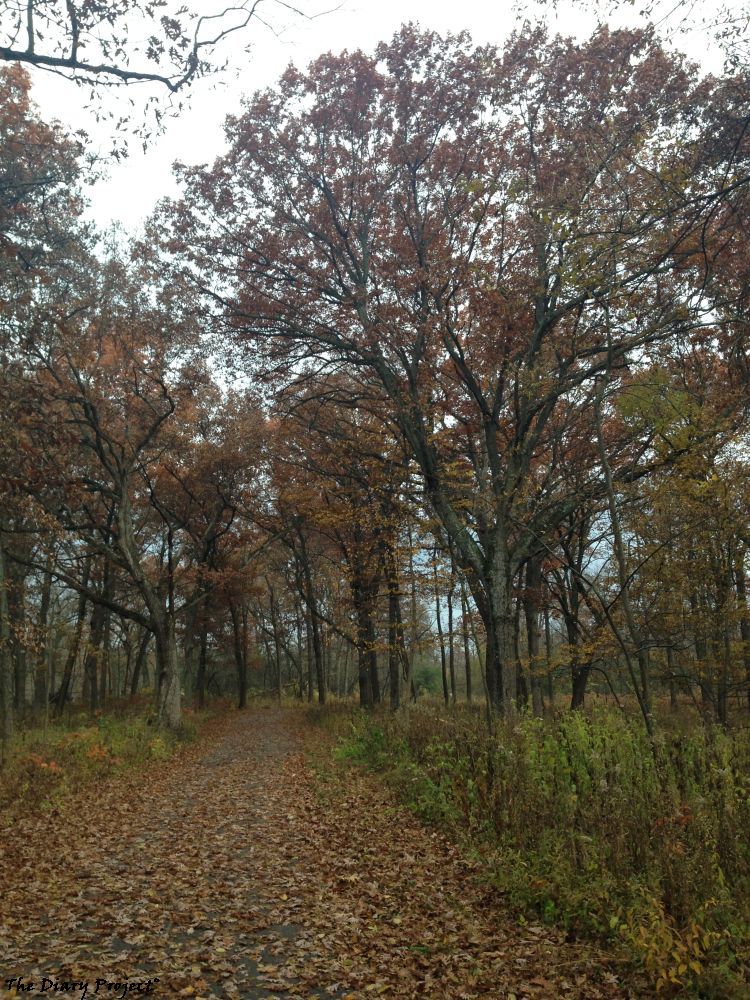 A path through a forest at the height of autumn, it started raining towards the end, misting throughout, it was a wonderful stroll, easy, carefree