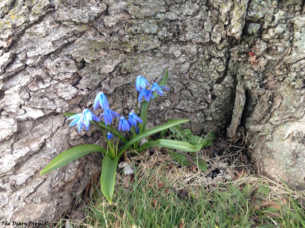 This is a tree stump and a blue flower like bloom next to it, the pattern of the bark is highly suggestive, erotic even, I was thinking about doing a whole series of images in this vein, but this was the best of the lot, everything else was an also ran, not worthy starting a project for, and as such, not worthy of being in a project