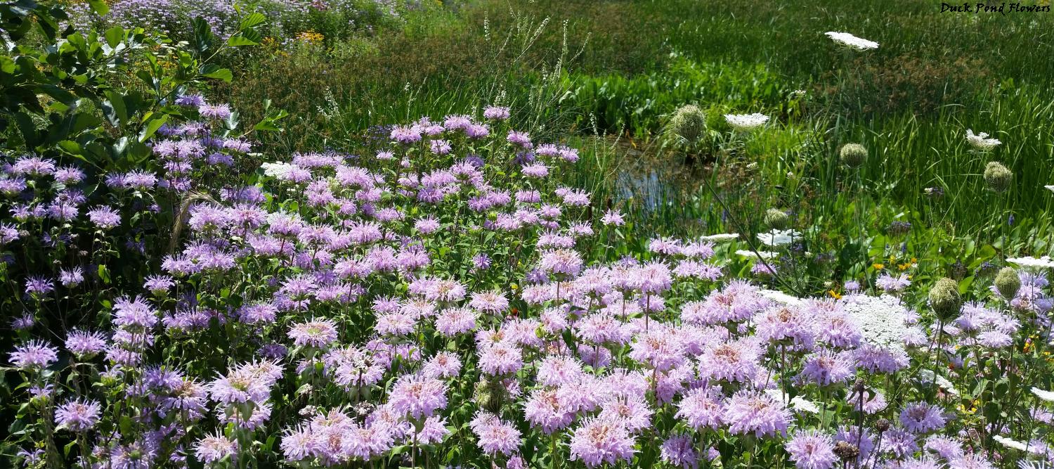 Lots of flowers, I will assume ragweed, but they look nice, violet spiked flowers with only a hint of water in the background, even though the lot is one giant swamp