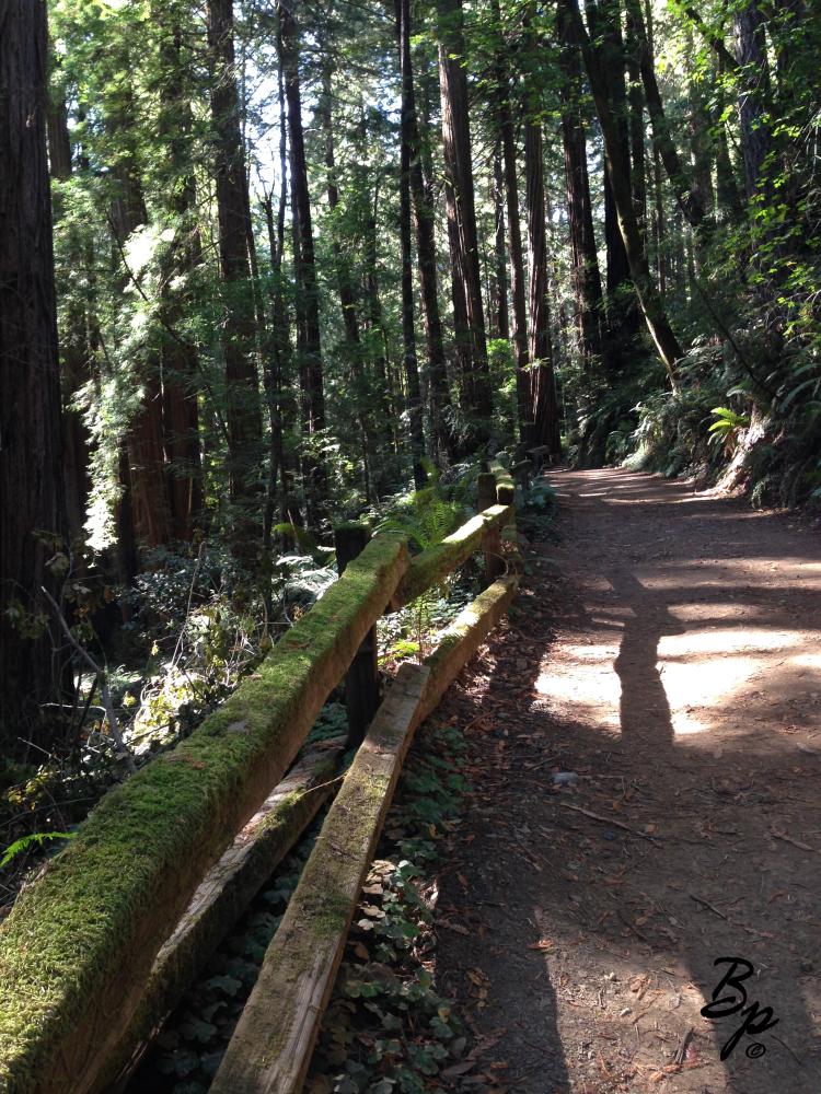 John Muir Woods wide path through the forest, dirt, bit enough for a truck, car, or jeep, a wood fence on the left is the major focus of the image, moss speckled, cutting into the distance, the lot is surrounded by forest, I doubt one gets the sense of a cool breeze from the photo, the day turning to hot, but then again, fog ready to roll in, the dust of the path, the sounds, the chirps, the birds in the air, no stinging insects, that is nice, and away from the entrace, a path to oneself