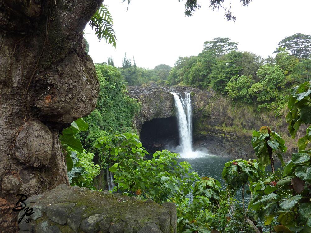 I liked Akaka Falls better, the walk was more fun, it was more touristy, the buses stopped there more frequently, but this was the second best, or best, falls on the island, a little before noon it was rumoured that the mist would form or could form a nice rainbow, I never saw it, there was also a nice grove of trees, and it had the bonus of very often only having to share the place with another couple or two, I had that forest to myself at times