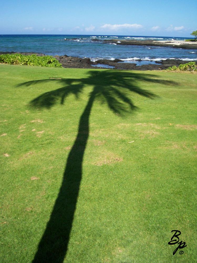 A nice green lawn with a sharp contrasting shadow of a palm, I would scurry from shade to shade as I walked, scurrying being a bit of hyperbole, anyway, stay in the shadows, one has maybe a half hour prior to being burned if one has not built up a base tan, and that is a 30-60 minutes over the course of the day, so use it to cross the street, looking out at the ocean is a shade hugging occupation, for me, anyhow