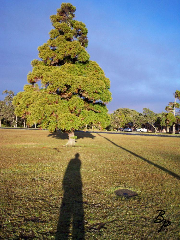 Taken down at Volcanoes, there a place to stay with a flagpole in assembly field, the linear shadow is from the Flagpole, I believe, it has been a long time, the grass sparkled in the moring dew, now that I notice, this shot is at sunrise and the other later in the day, so they may be reversed in time