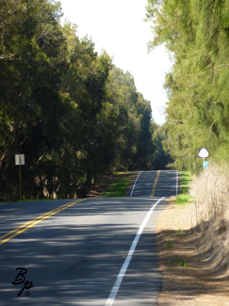 Well, this was in the forested part and the sign clearly says 250, but as this is by a road that swoops down to the coast, one never really knows if the sign is for this road or that, I loved this stretch of road, it was a wonderful drive, you know, back when I drove