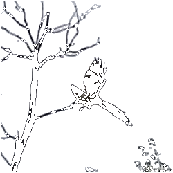 Black Outline Filter of said Hawk taking flight from Tree (img_work watermark)