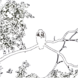 Black Outline Filter of a Hawk Sitting in a Tree