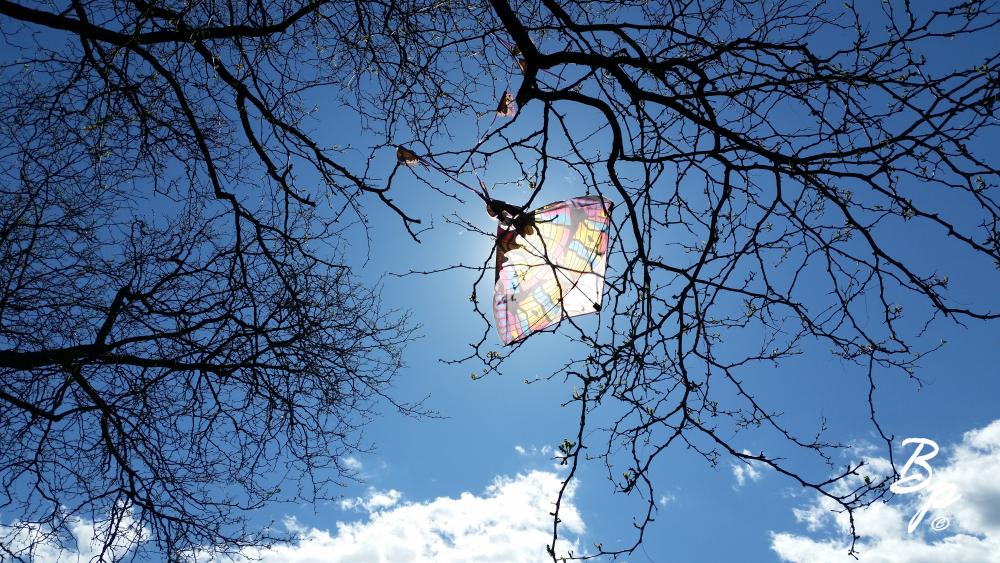 A Kite Caught in a Tree, the Sun Shining Through the wreckage