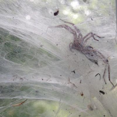 Black Funnel (type) Spider that made its nest on the kitchen window, this is my second favourite spider, even though Ive not seen him hunt, eat, or pretty much even move