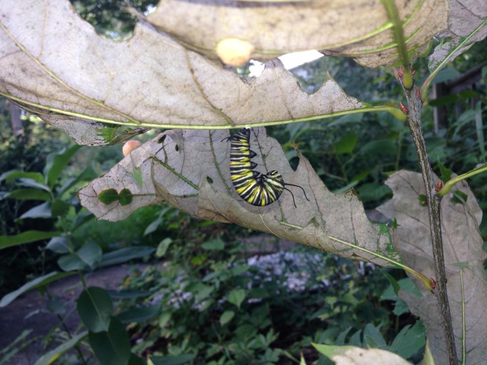 A Monarch Caterpillar getting ready to transform... unfortunately, something went wrong, oh, well