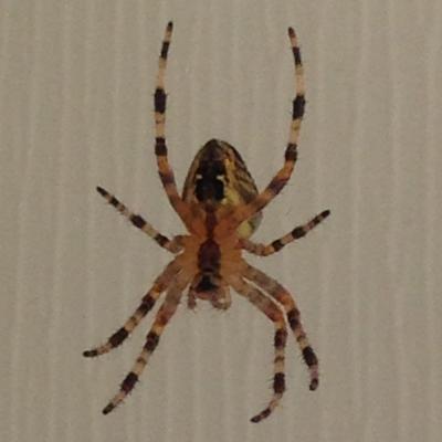 Has been hanging out in front of a window overlooking the back porch, it has made its home there for months, has grown large, and we even got to watch it mate, my favourite spider... perhaps ever