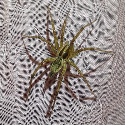 Wolf (type) Spider photographed against a gauze curtain and escorted outside shortly thereafter
