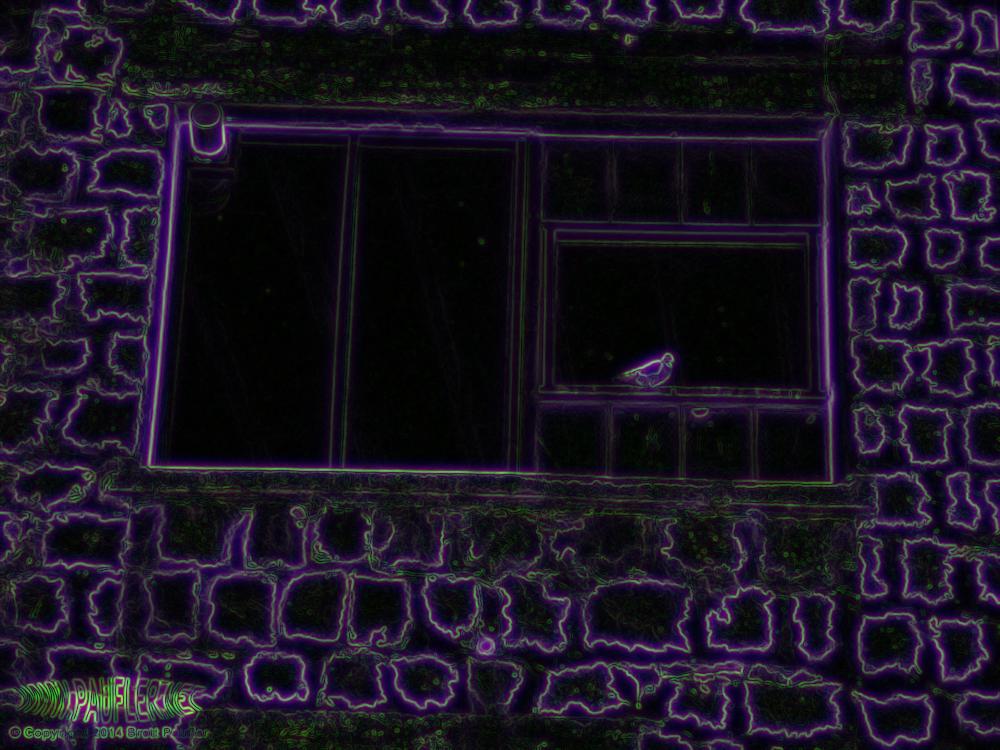 Pigeon on Windowsill
