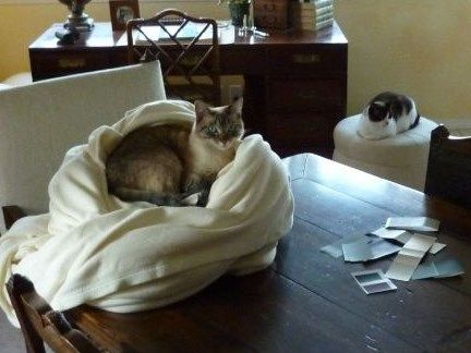 This is Stiletto again on the dinning room table, all snug as a bug in a newly laundered blanket, who knows, maybe the blanket was put up there at one point specifically for her, either way, it made no never mind to her, Mr Z on a step stool by the front door, I worked at that desk for a while, it is where Dragon Bound and Minataur Tails got written and or edited