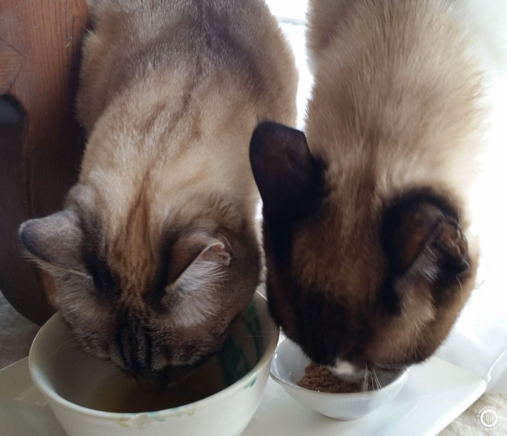 Two cats eating next to each other, they always got fed together, well, mostly