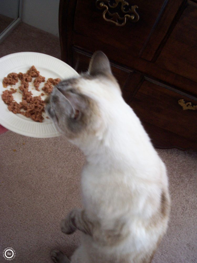 I mean, how do you know if a dish is any good, if it is worth begging, waiting, or asking for if you do not smell it.  Often in the feeding, as the years went by, after a good sniff, she would know if she wanted it or not, there was not much chance of getting her to stand on her hind legs again if she did not want it