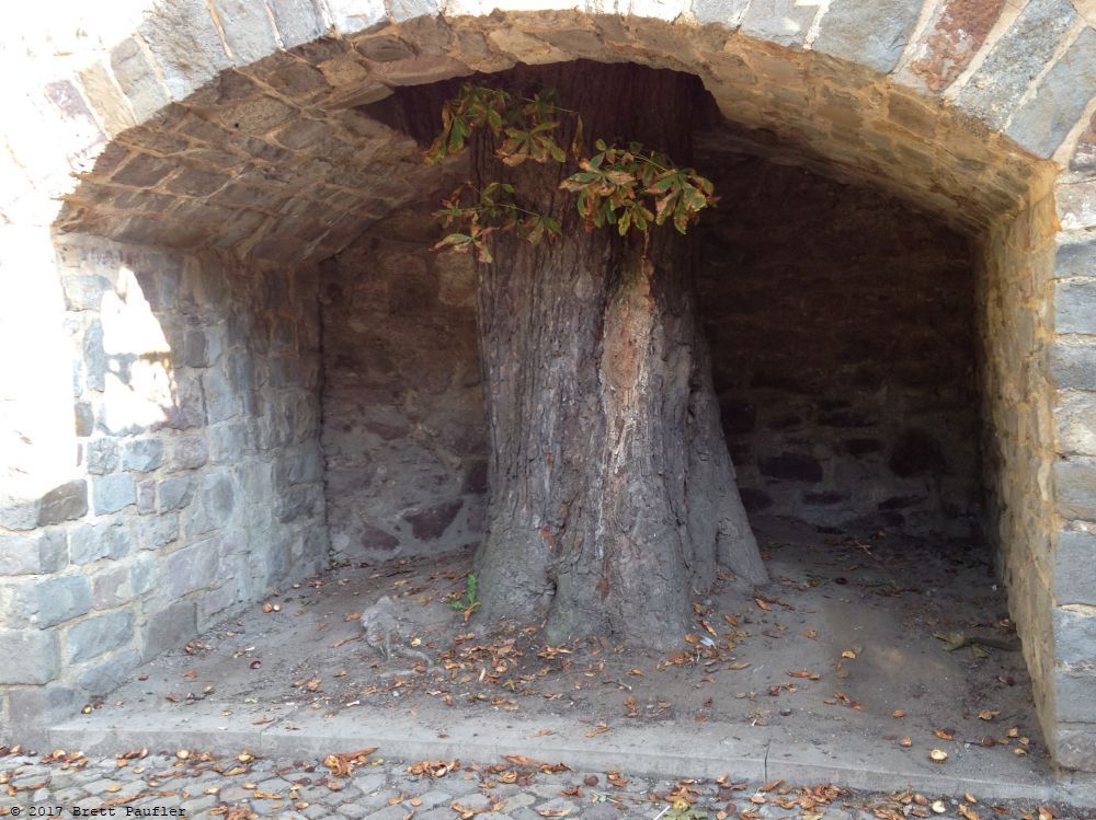large tree trunk growing through wall, so an alcove in a stone wall with a gigantic tree trunk, a nice bit of castle
