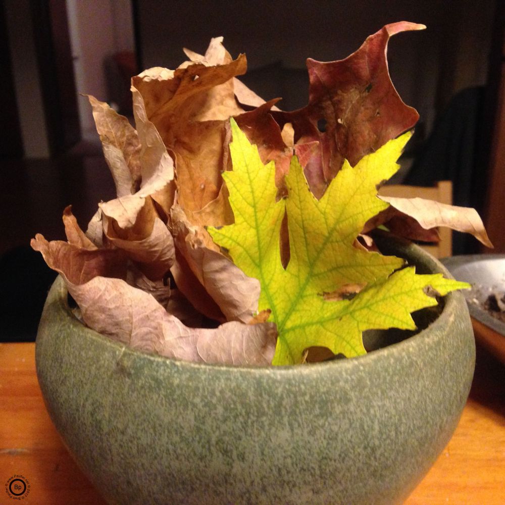 This, of course, would be a tasteful selection of autumnal leaves in a bowl, call it modern art, of the handcraft variety, in hand thrown pottery bowl with green glazing