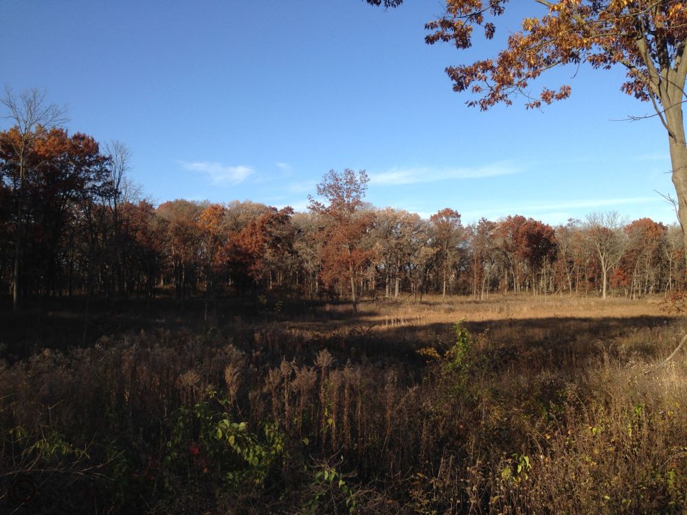 Two journeys into the forest during the fall come to mind, or at least, two that were photographed to any extent, of the first trip, the four best images follow, overview of meadow, line of trees beyond