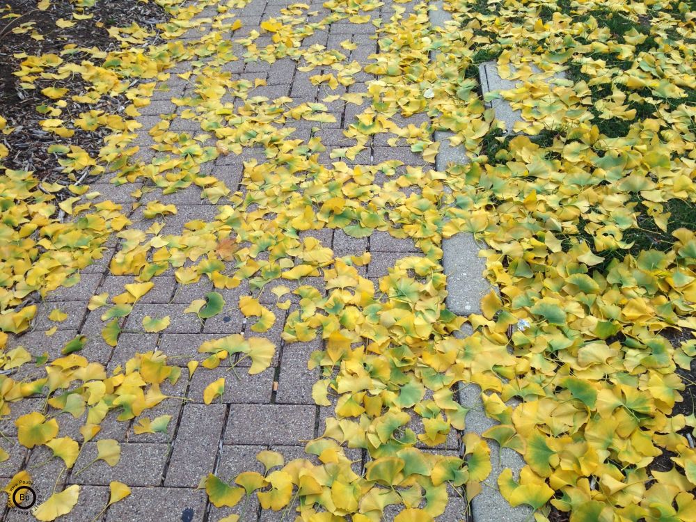 green leaves over brick pavers making a walk
