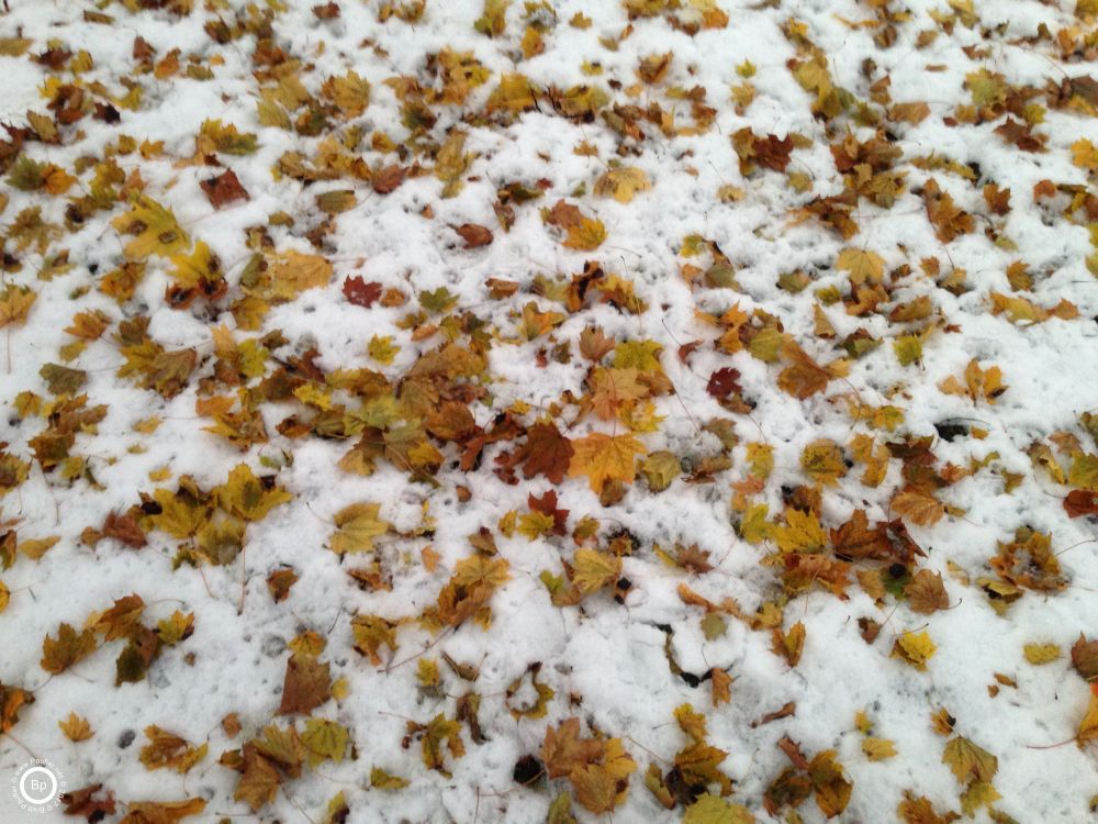 leaves and snow, a mixture