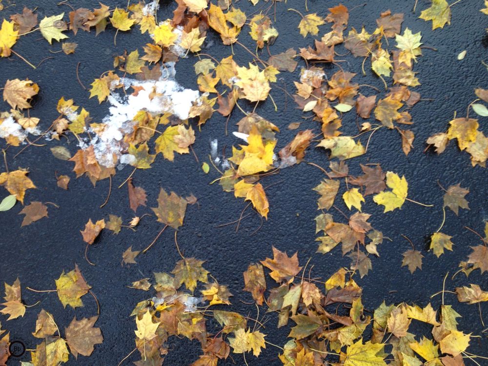 wet leaves on sidewalk, just a hint of snow