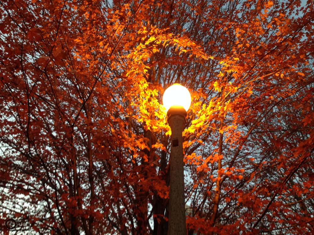 This is a street light casting its glow on a tree turning colors, its one of the better images, quite magical in the real