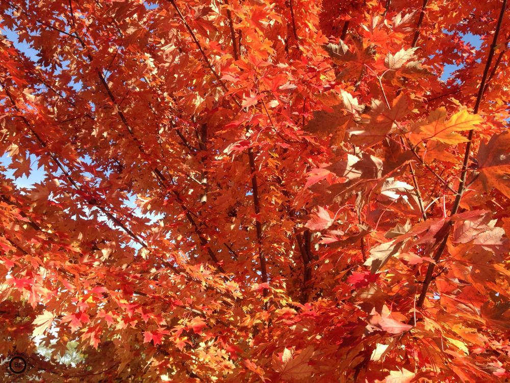 The next four are trees, the ground shots were more numerous, in large part because the background of the ground was easier to control, reddish leaves in tree, blue sky beyond