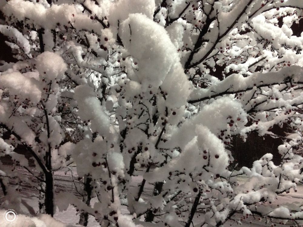 snow weighing heavily on tree branches