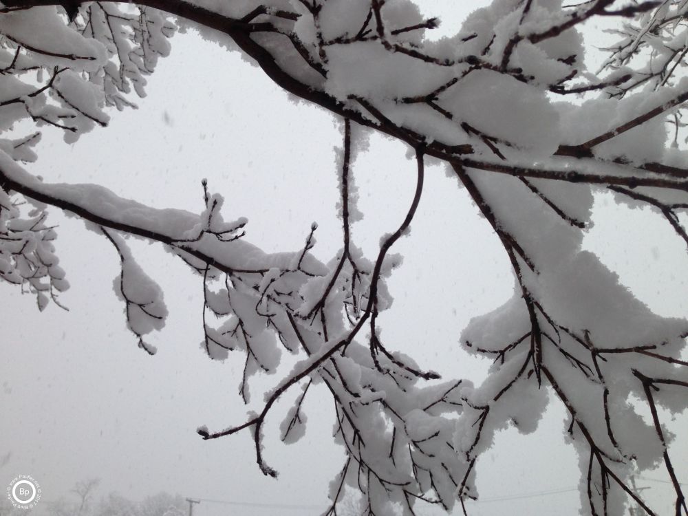 another limb in the snow, white background from the blizzard like conditions beyond, of course, blizzard being relative