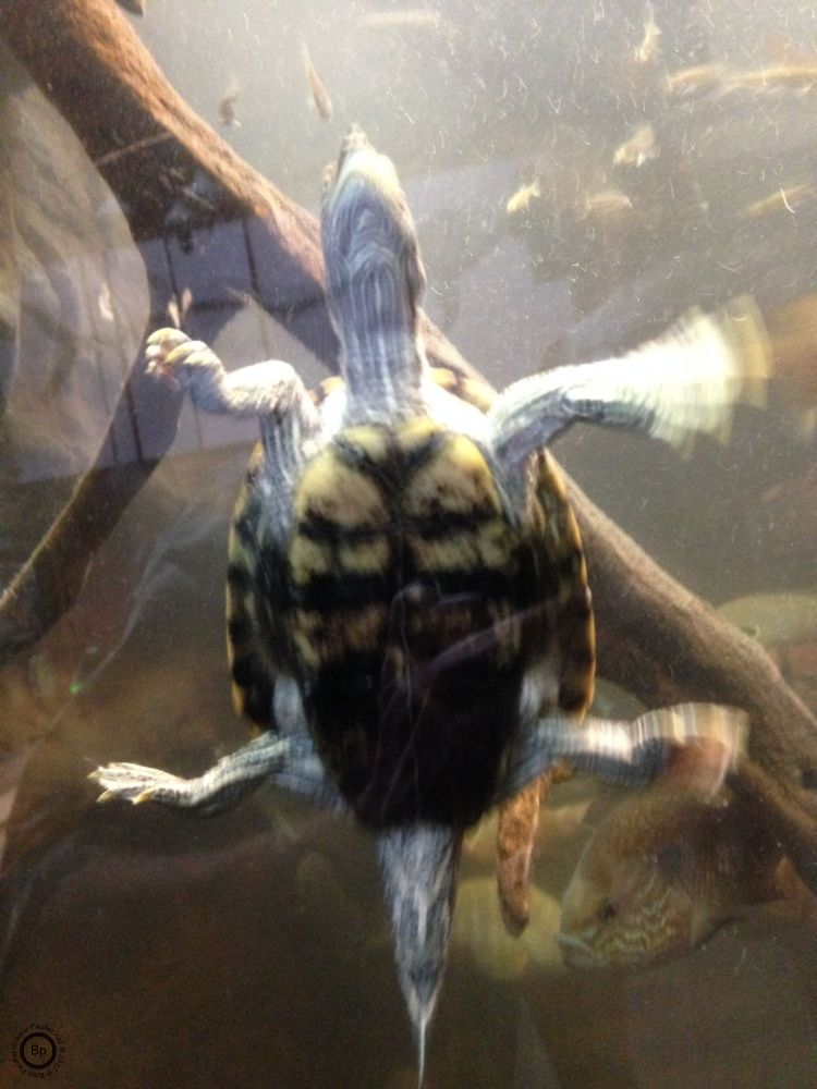 a turtle in an aquarium, so this second journey into the forest, maybe not as into the forest as that might sound at first, very cultured, have I mentioned the wooden walkway