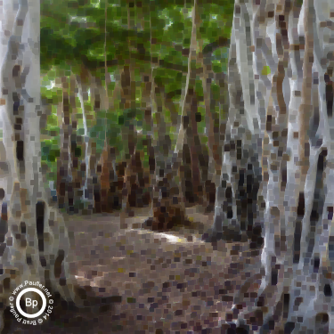 forest of balboa tree trunks - minimum filter 5