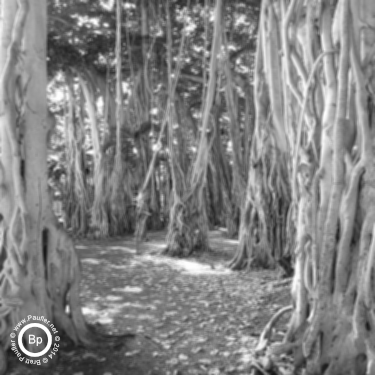 forest of balboa tree trunks - _uniform_filter