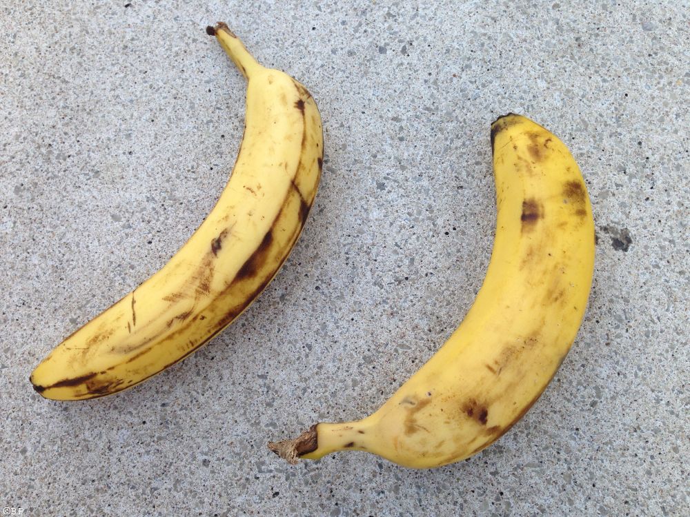 two bananas set out on a low concrete wall, obviously, in my opinion, left for the enjoyment of others, which I did, so thanks