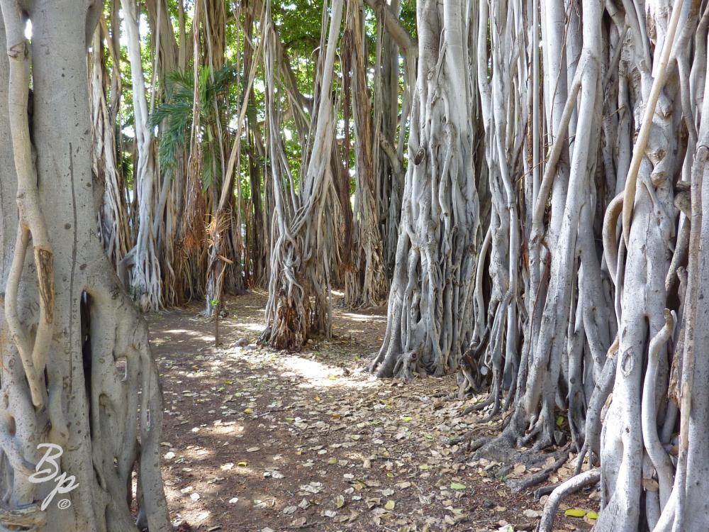 The trunks of many Balboa Trees or maybe just the one making a nice open patch in the middle in which one could picnic or set up a camp, there were no Balboa in Arkansas, if I did Arkansas now, I would do it differently, and perhaps the biggest and best difference would be doing it in Hawaii