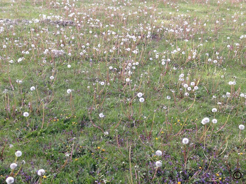 I will not say the season is over, per my recollection of youth, the weeds, lasted all summer, but this is likely the first big bloom