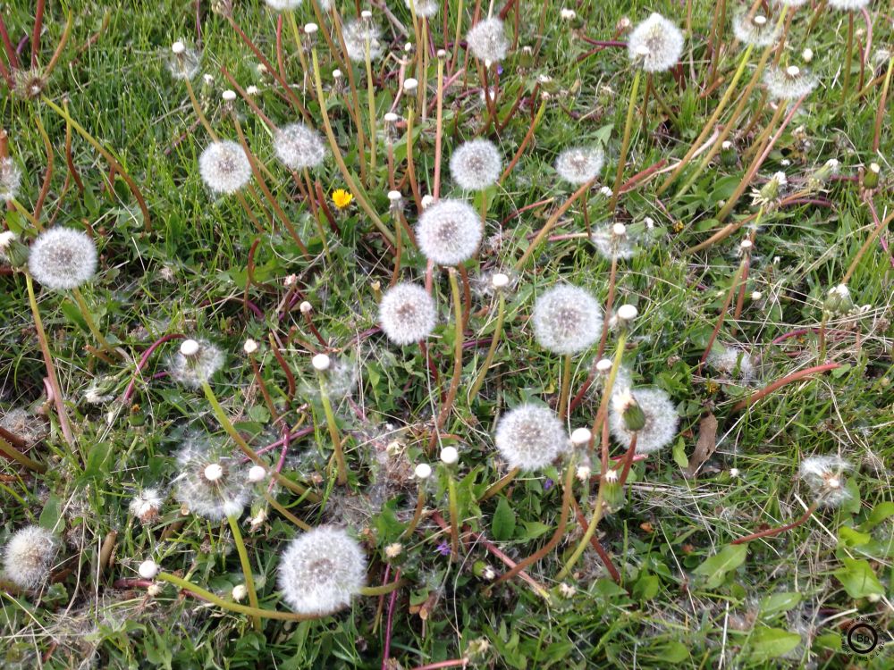 I did not pick a flower... or puff on the seeds