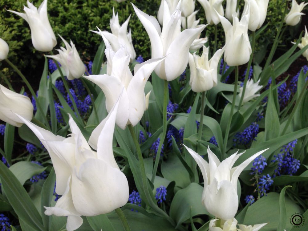 These white thingies, and yeah, my descriptions suck at times, white flowers, what more do you want, they look odd, non standard, like tulips with points, I have not the slightest idea what they are called