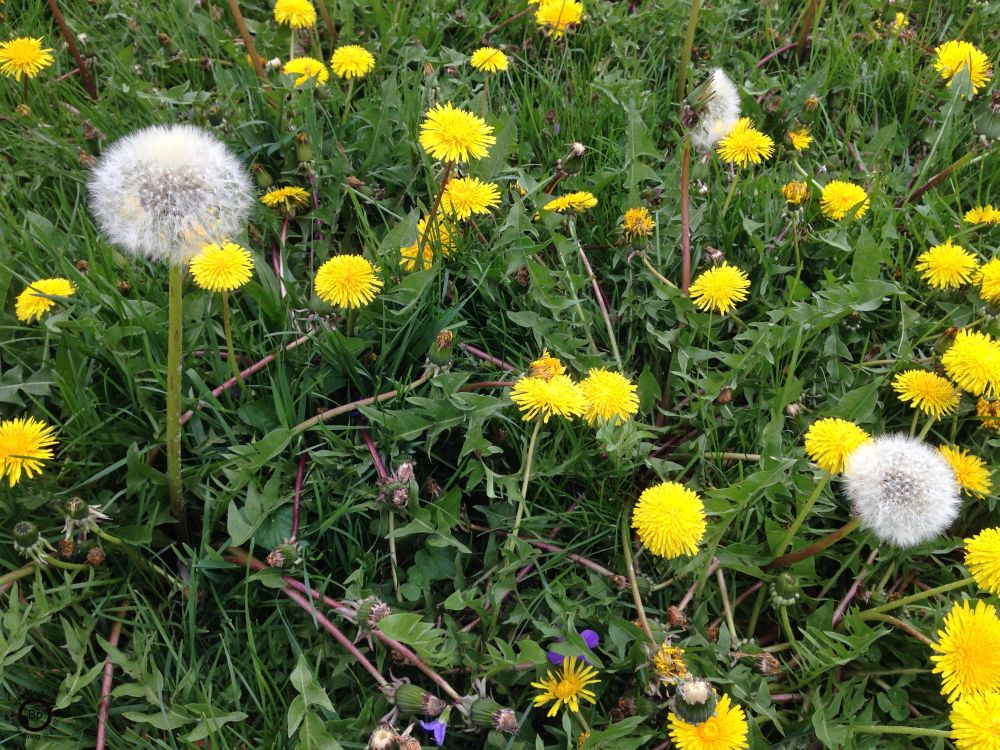 This was my plant of choice, of notice for a few weeks, the field is not as dramatic anymore, actually that whole first few weeks of sping were quite dramatic