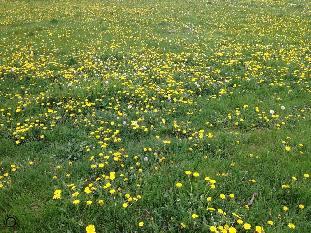 Um, more dandelions, more seed puffs mixed in as we go down, I did not include the image of all stems