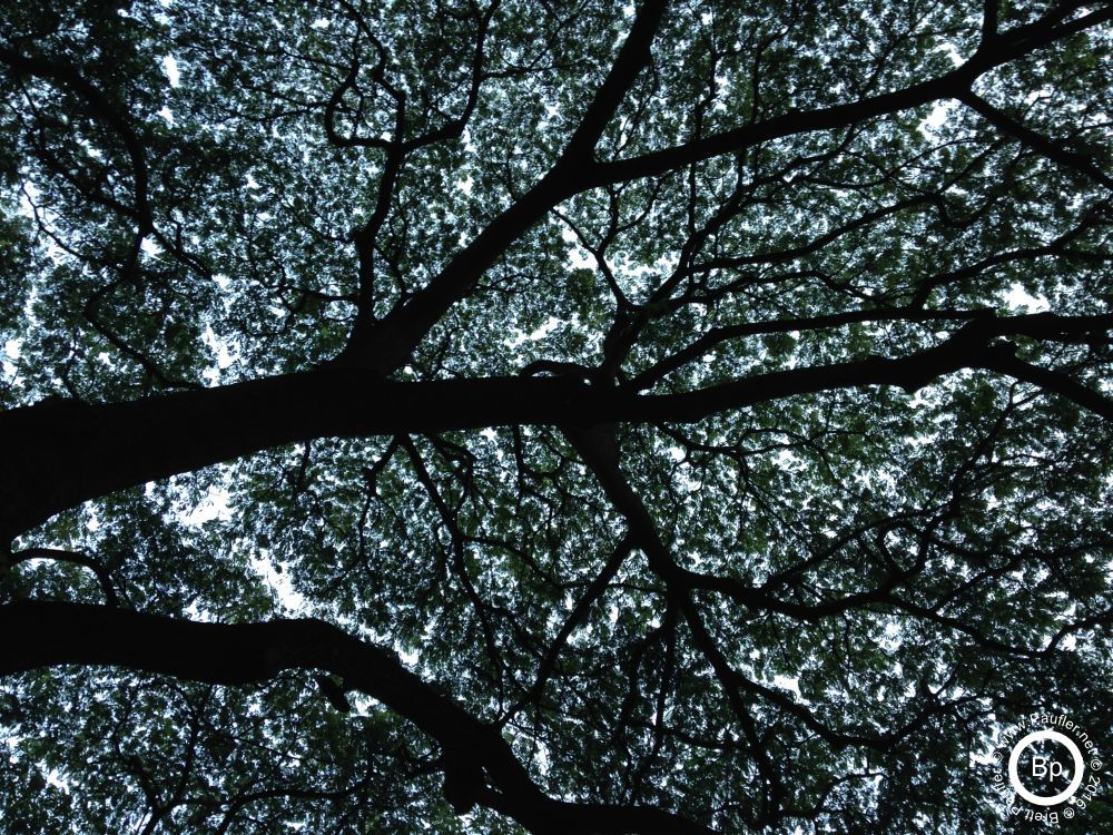 tree leaves of the, um, twinkling in the daylight variety... once again, the images were mostly selected at random, but if they are beyond your ken, suffice to say that the image does not do justice to the reality of the leaves twinkling in the sun, shimmering, a slight breeze, like a kaleidoscope, the lens of my throwaway camera cannot hope to do them justice... or the moment, I felt alive viewing these leaves, I took the picture to capture that moment, that feeling, knowing that I never could, so I cannot say fully what it to be seen in the image, when I look at it, I see that moment in time when I was walking about and paused, refreshed, looking up, feeling the breeze, and for a second was content, I hope in some small part, I have give a bit of that moment to you in not in the image, these words