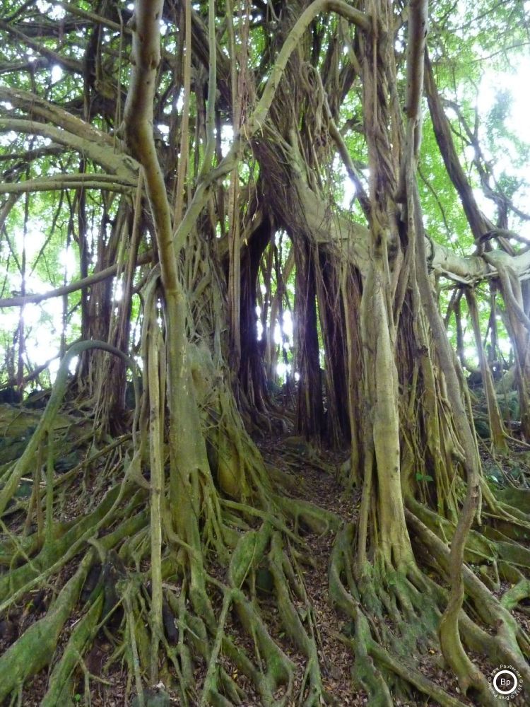 The import thing about banyans is that their branches grow upwards as well as down, new roots and trunks often start as vines twenty feet in the air, and huge areas ten and tweny feet around become a morass of smaller interconnected trunks
