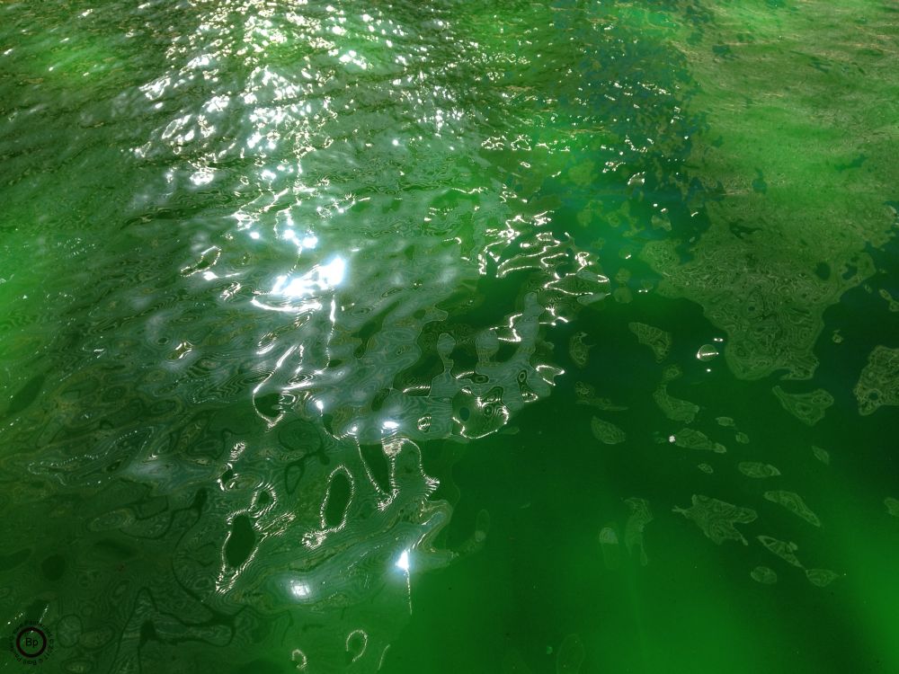 Green Water, dyed from the Chicago River for St Patricks Day 2017, these top three and bottom three pictures