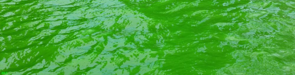 A close up of the surface of the Chicago River from when they dyed it green on St Patricks day, so green watery waves