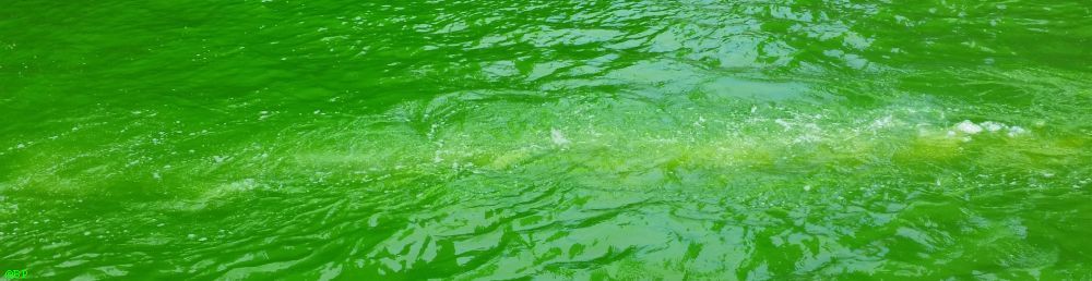 More green watery waves, this time with the eddies from a passing boat showing through, so a streak of lighter green in the center