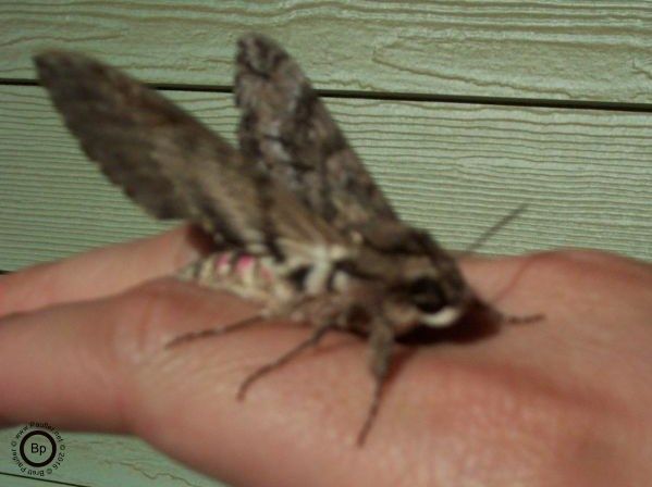 its a big freaking moth, huge